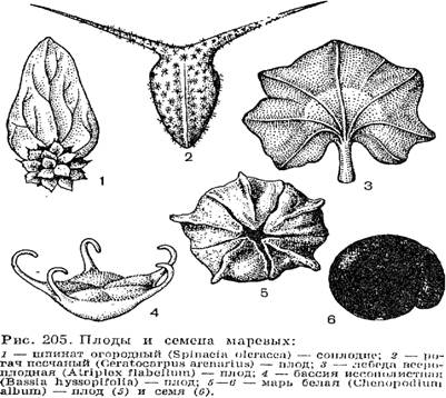 Семейство маревые (Chenopodiaceae)
